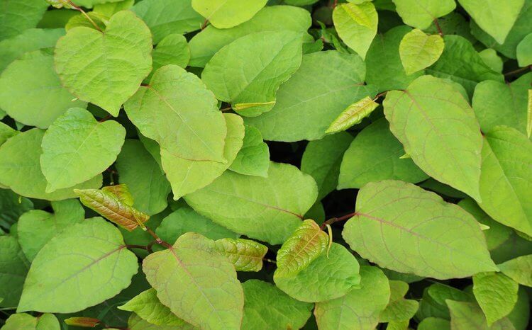 Onus now on buyers to check for Japanese knotweed